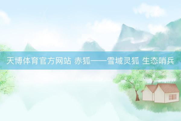 天博体育官方网站 赤狐——雪域灵狐 生态哨兵